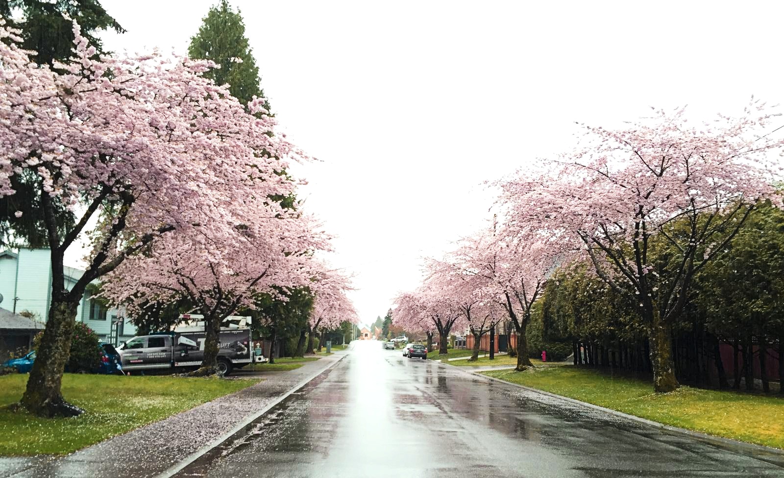 cherry blossoms surrey