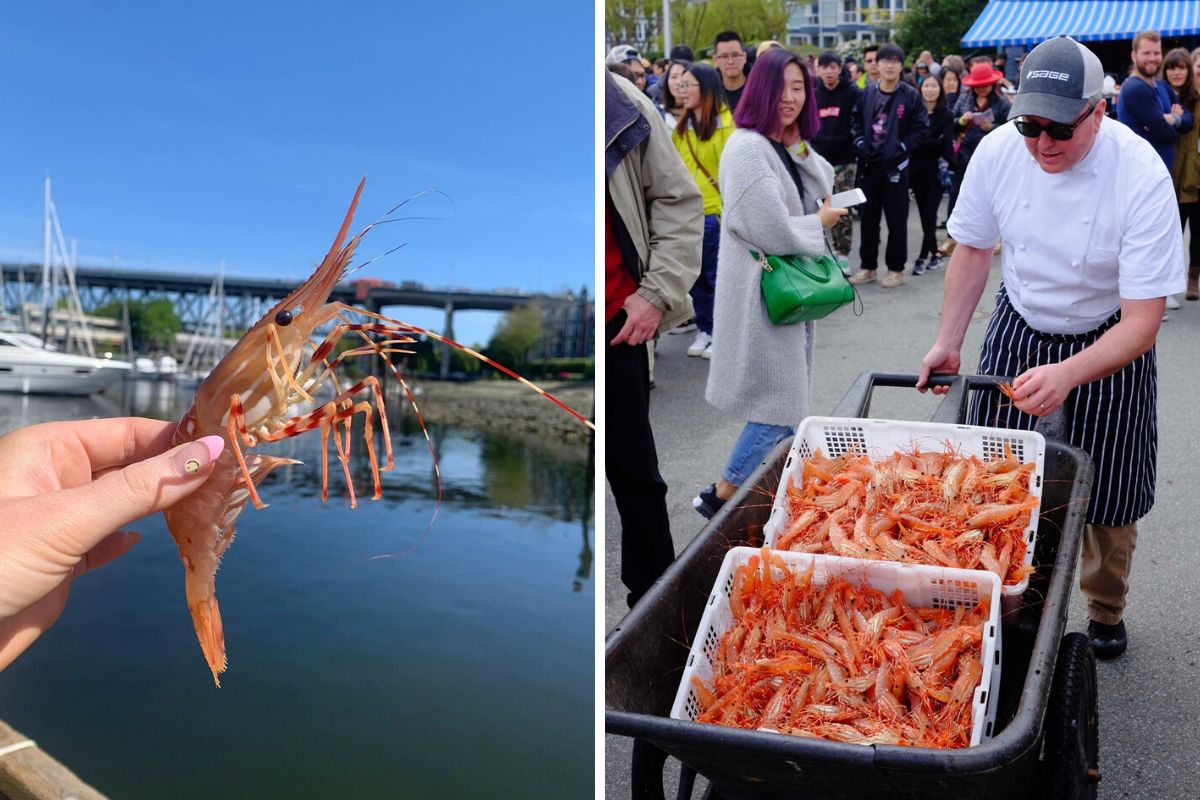 spot prawn festival