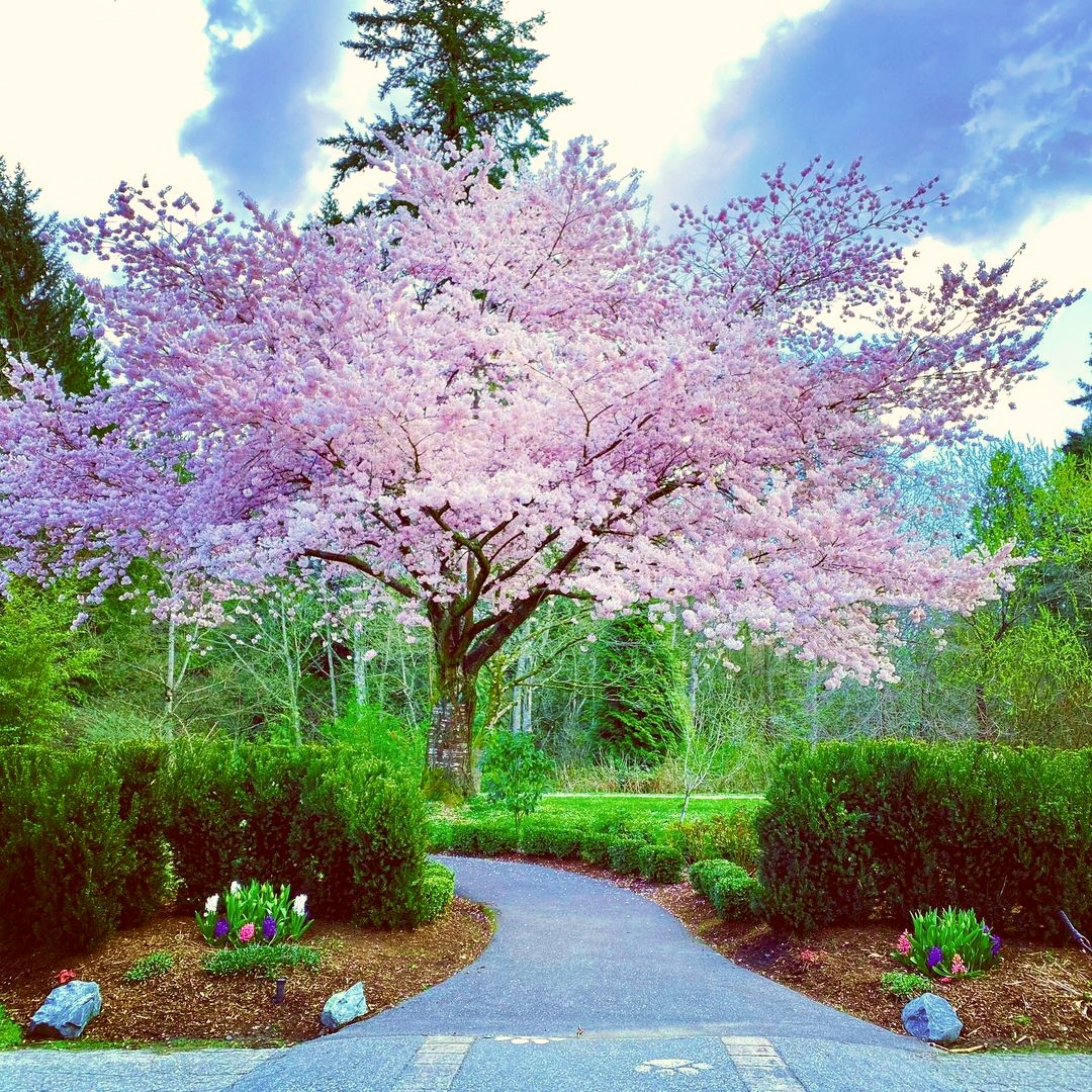 cherry blossoms surrey