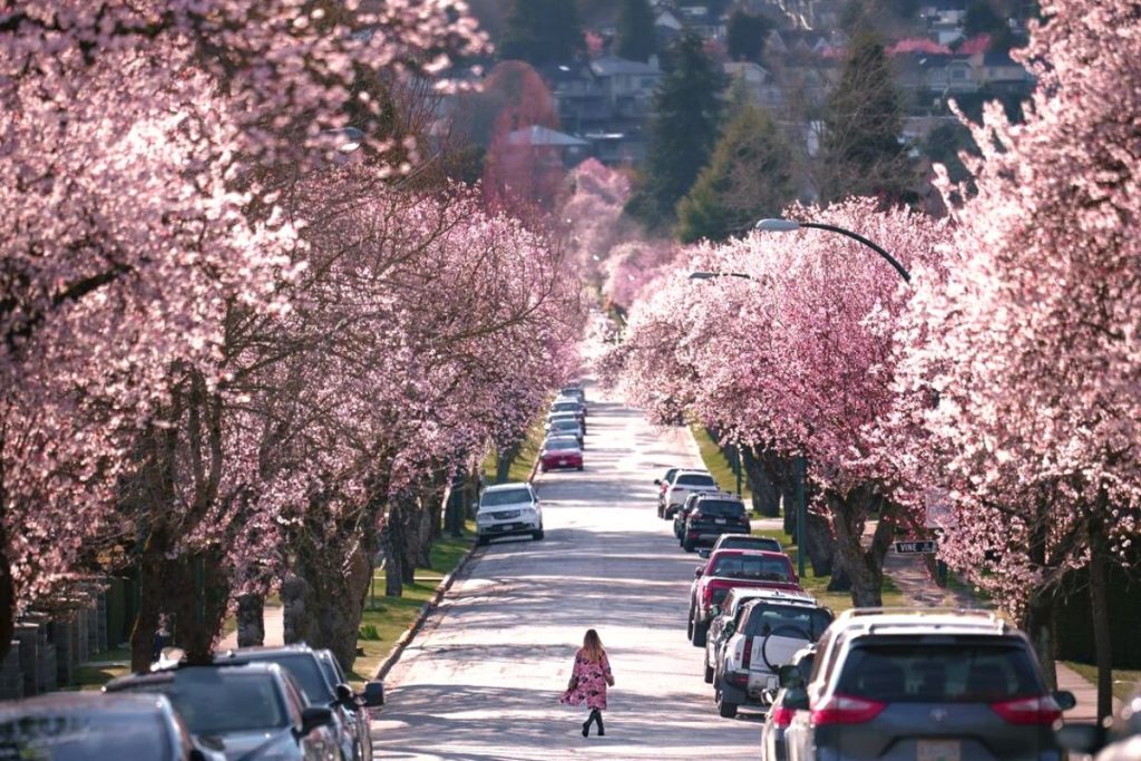 Vancouver Cherry Blossoms