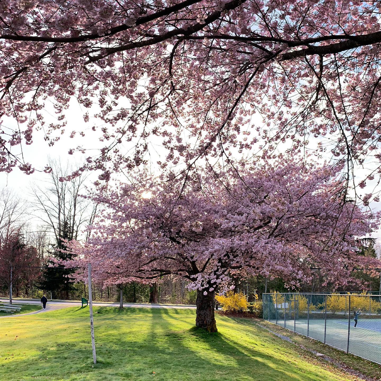 cherry blossom burnaby