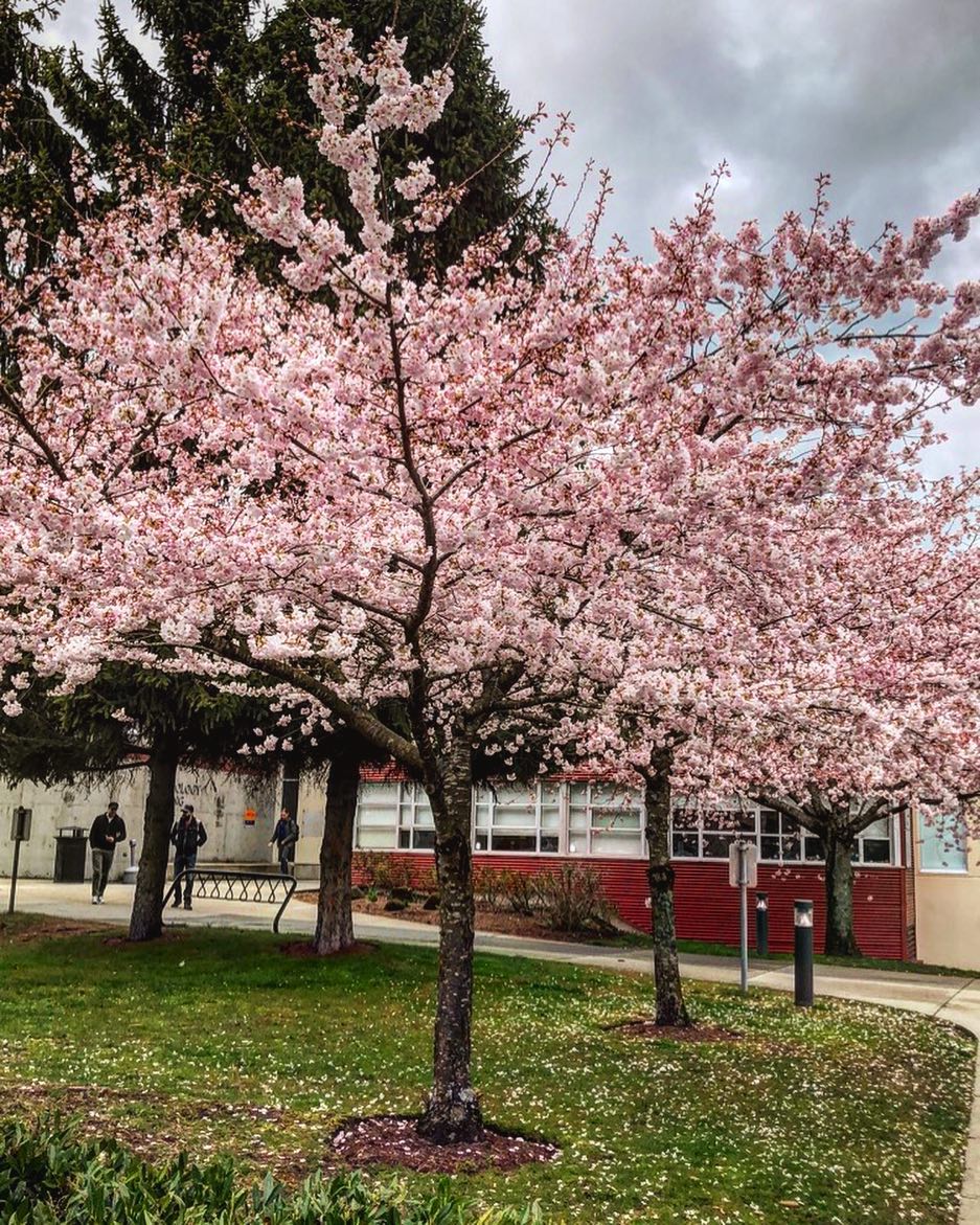 cherry blossom burnaby