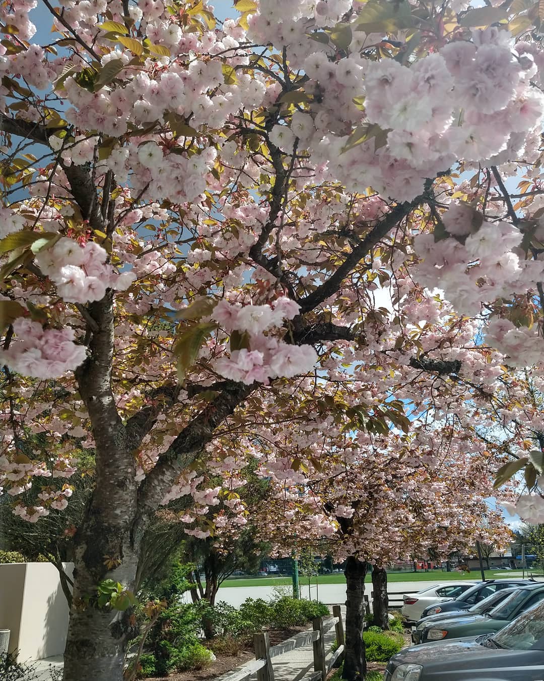 cherry blossom burnaby