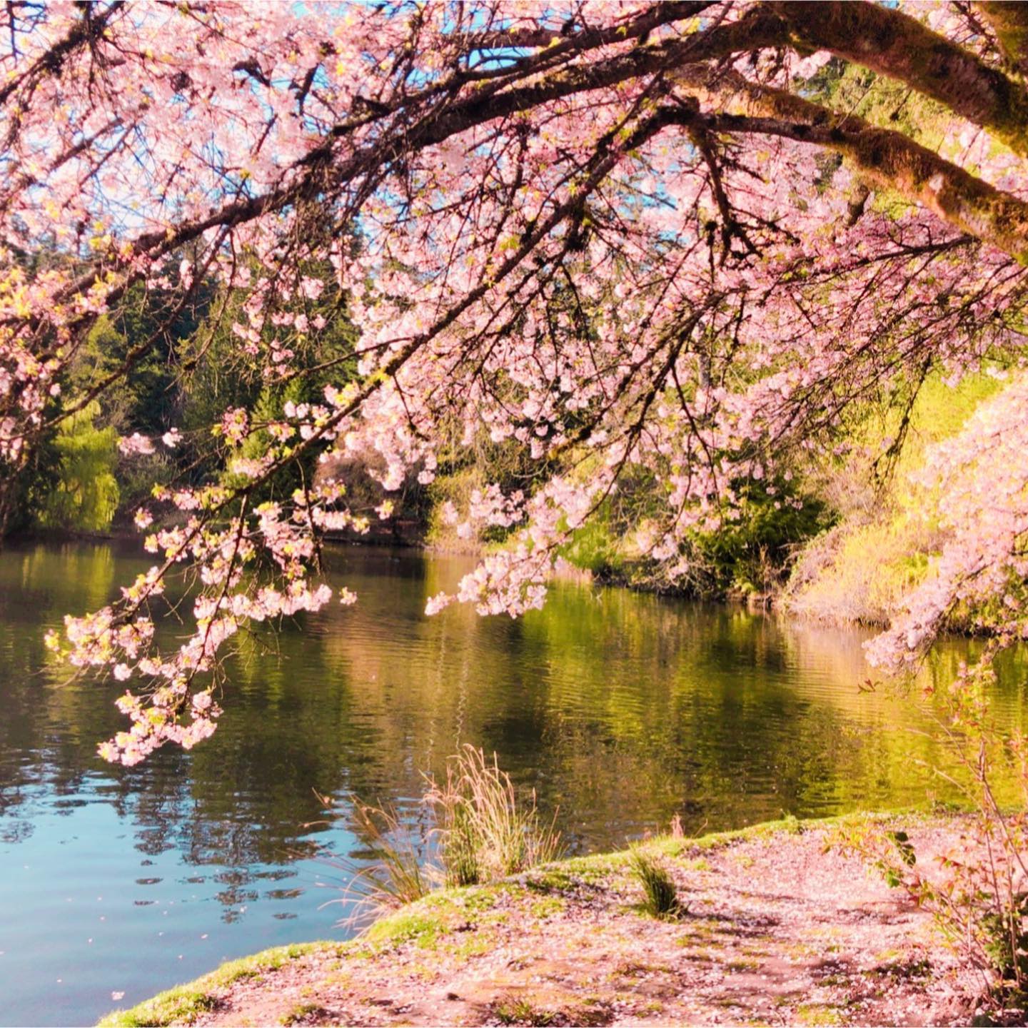 cherry blossom burnaby