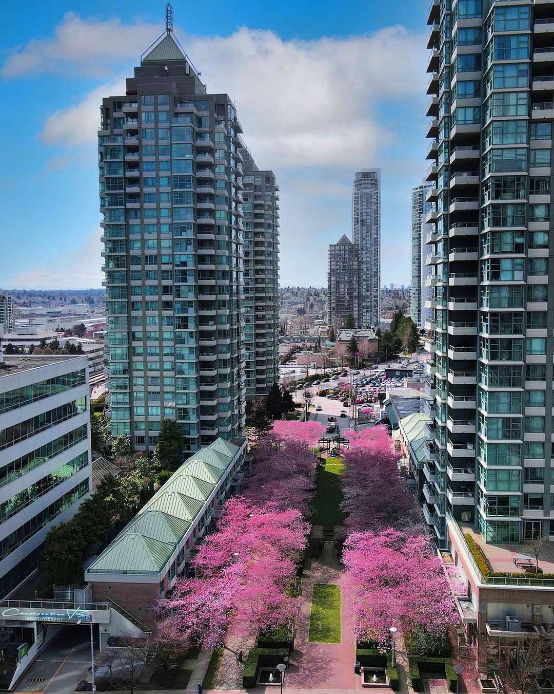 cherry blossom burnaby