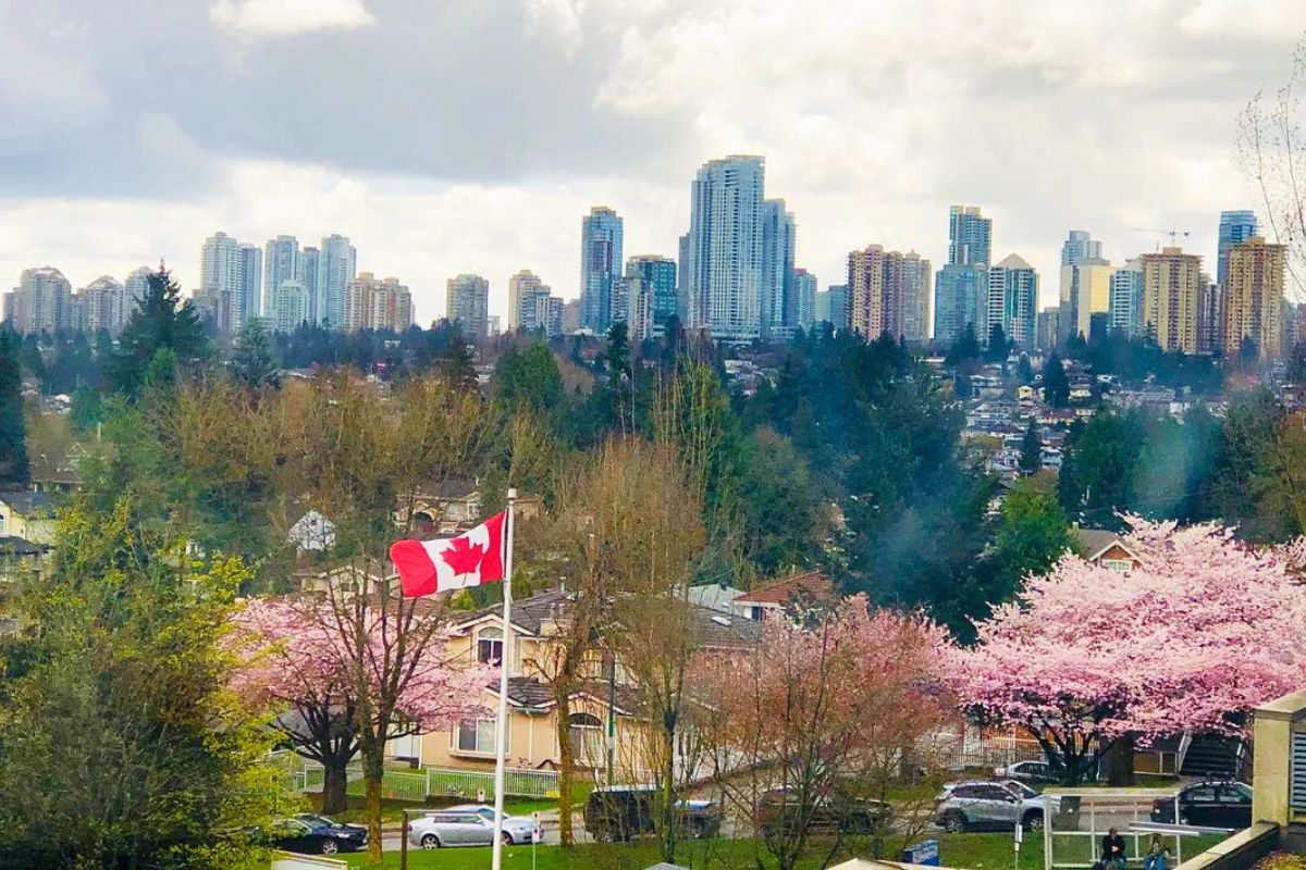 cherry blossom burnaby