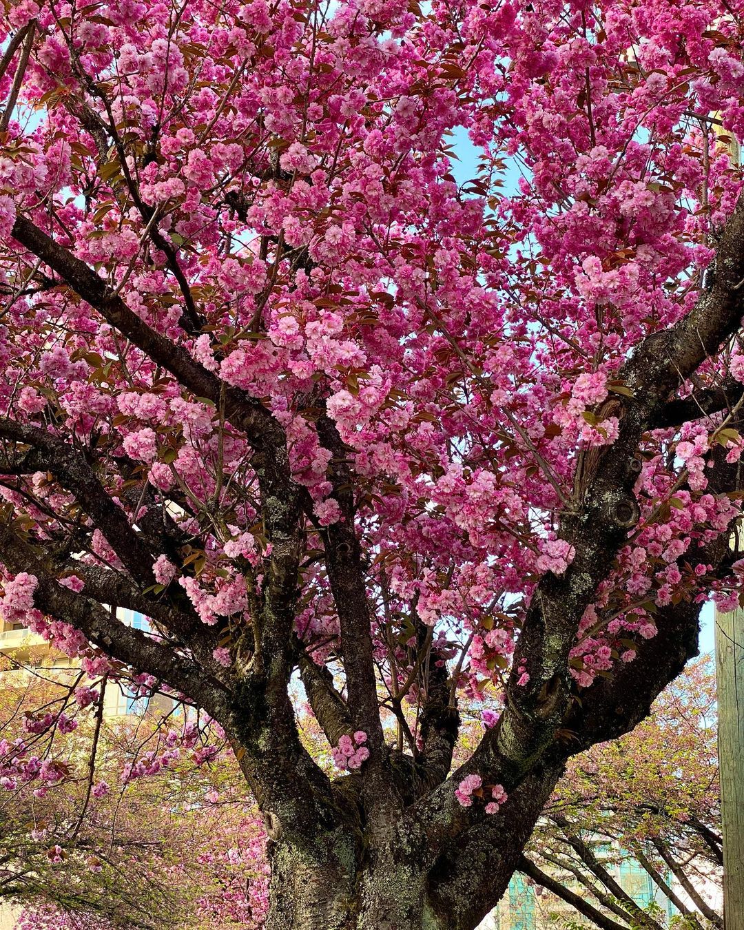 cherry blossom burnaby