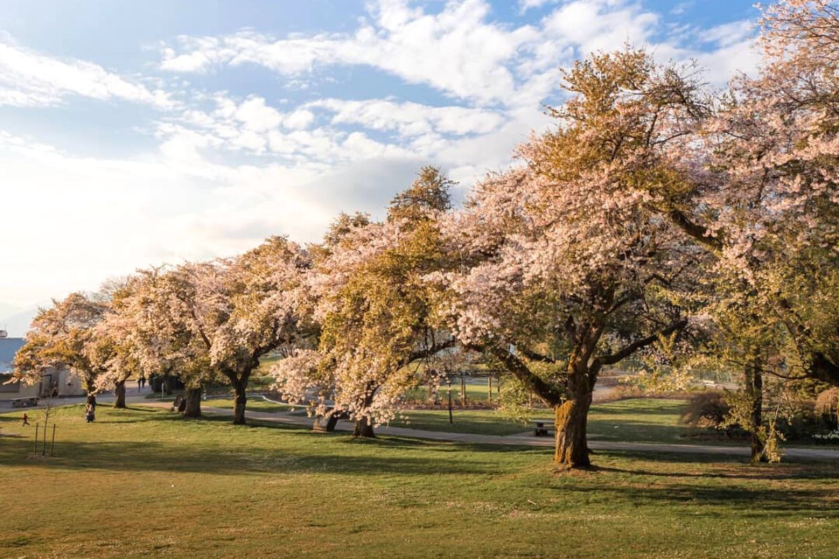 cherry blossom burnaby