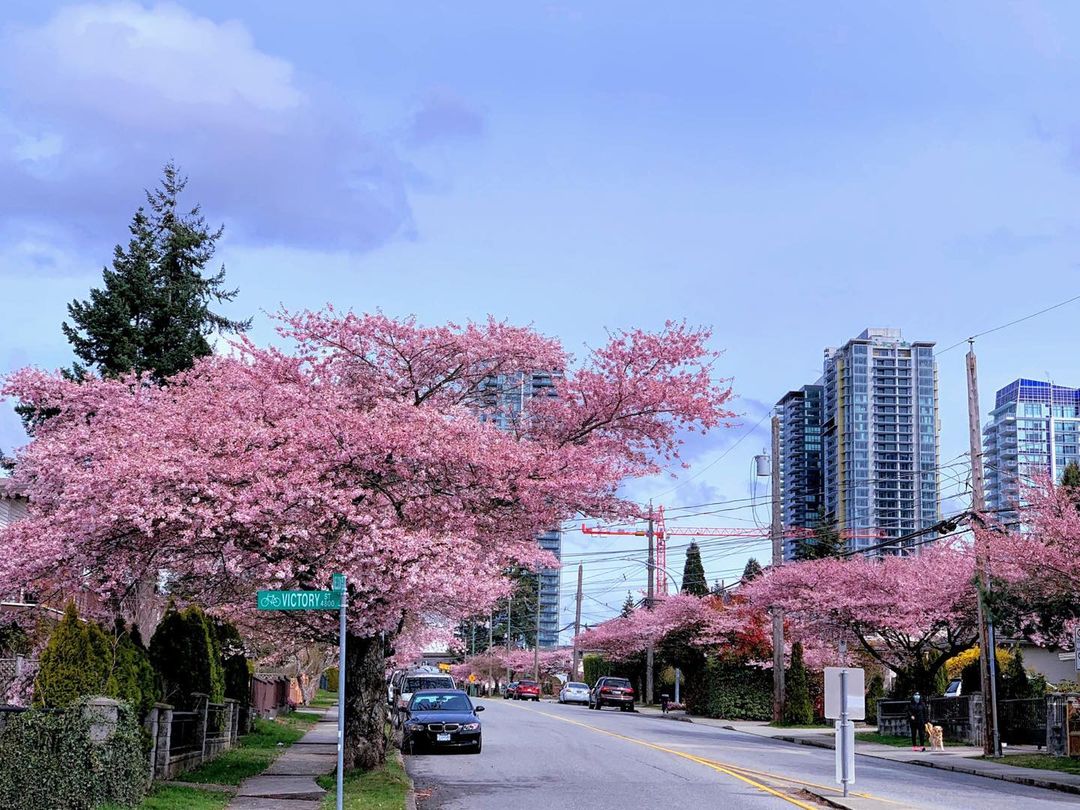 cherry blossom burnaby