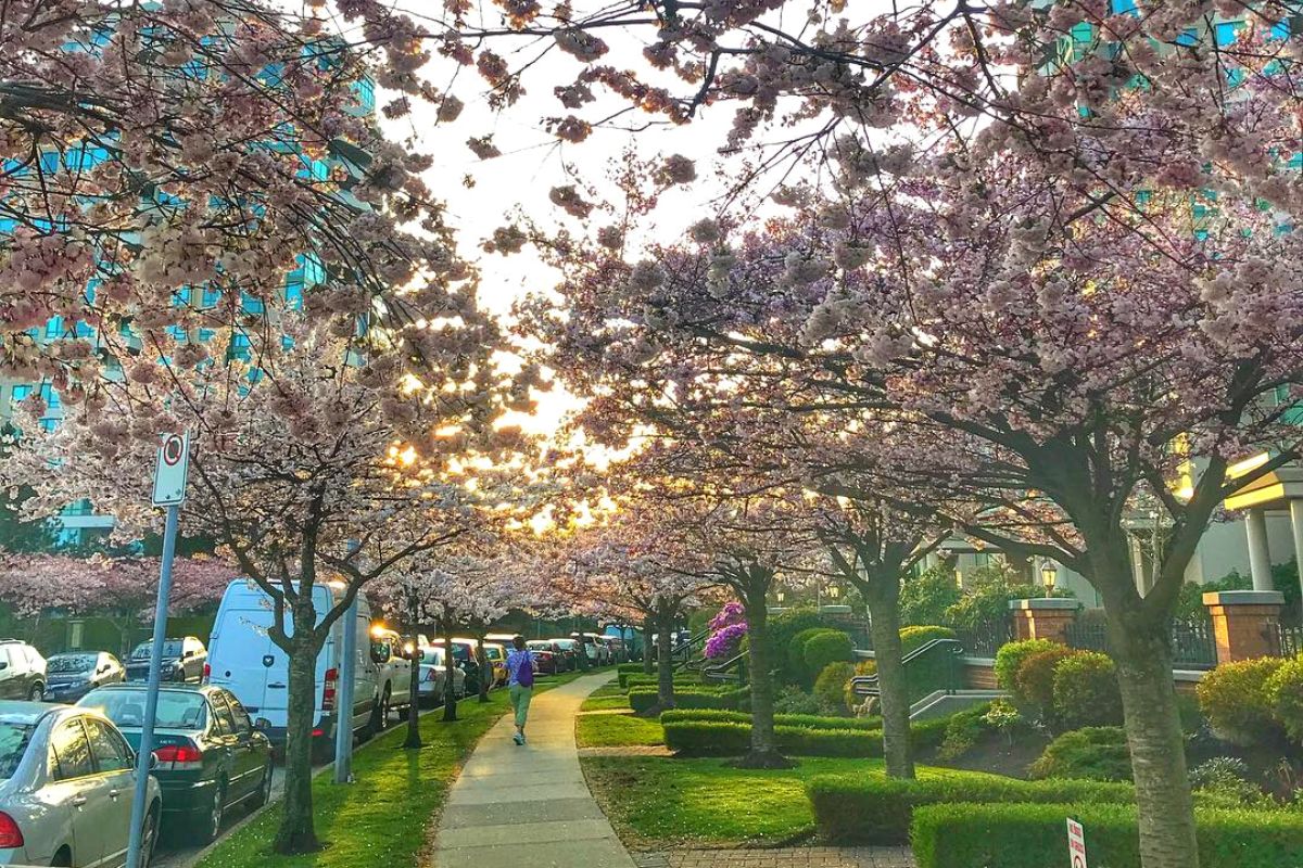 cherry blossom burnaby