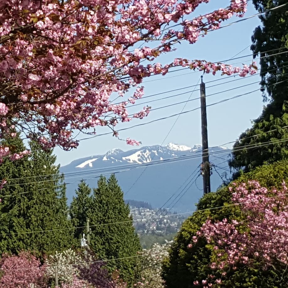 cherry blossom burnaby