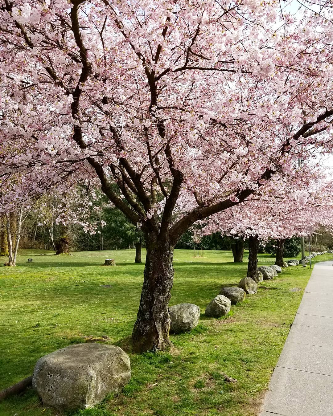 cherry blossom burnaby