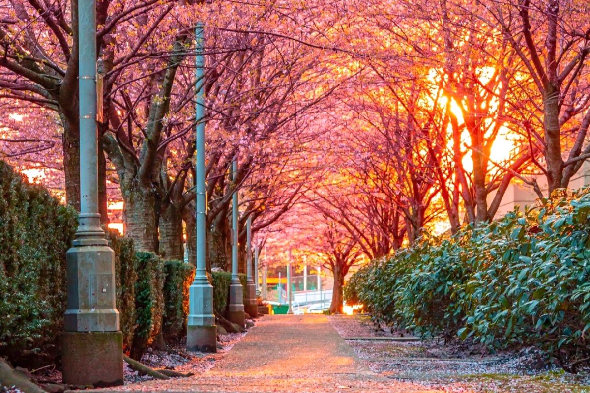 Hot Spots To Chase Cherry Blossoms In Burnaby