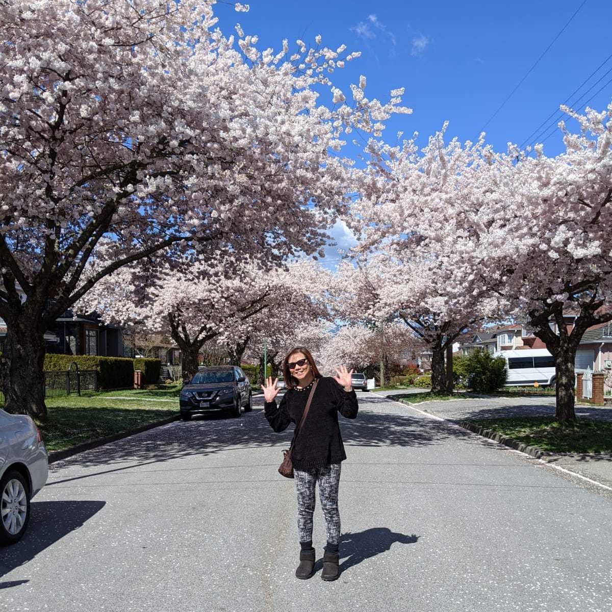 cherry blossom burnaby