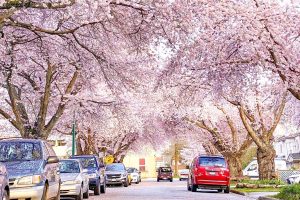 vancouver cherry blossom