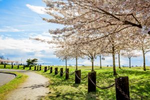 cherry blossoms richmond