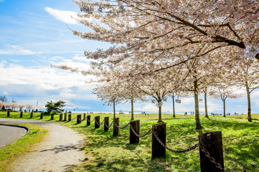 The Top Spots To See Cherry Blossoms in Richmond this Spring