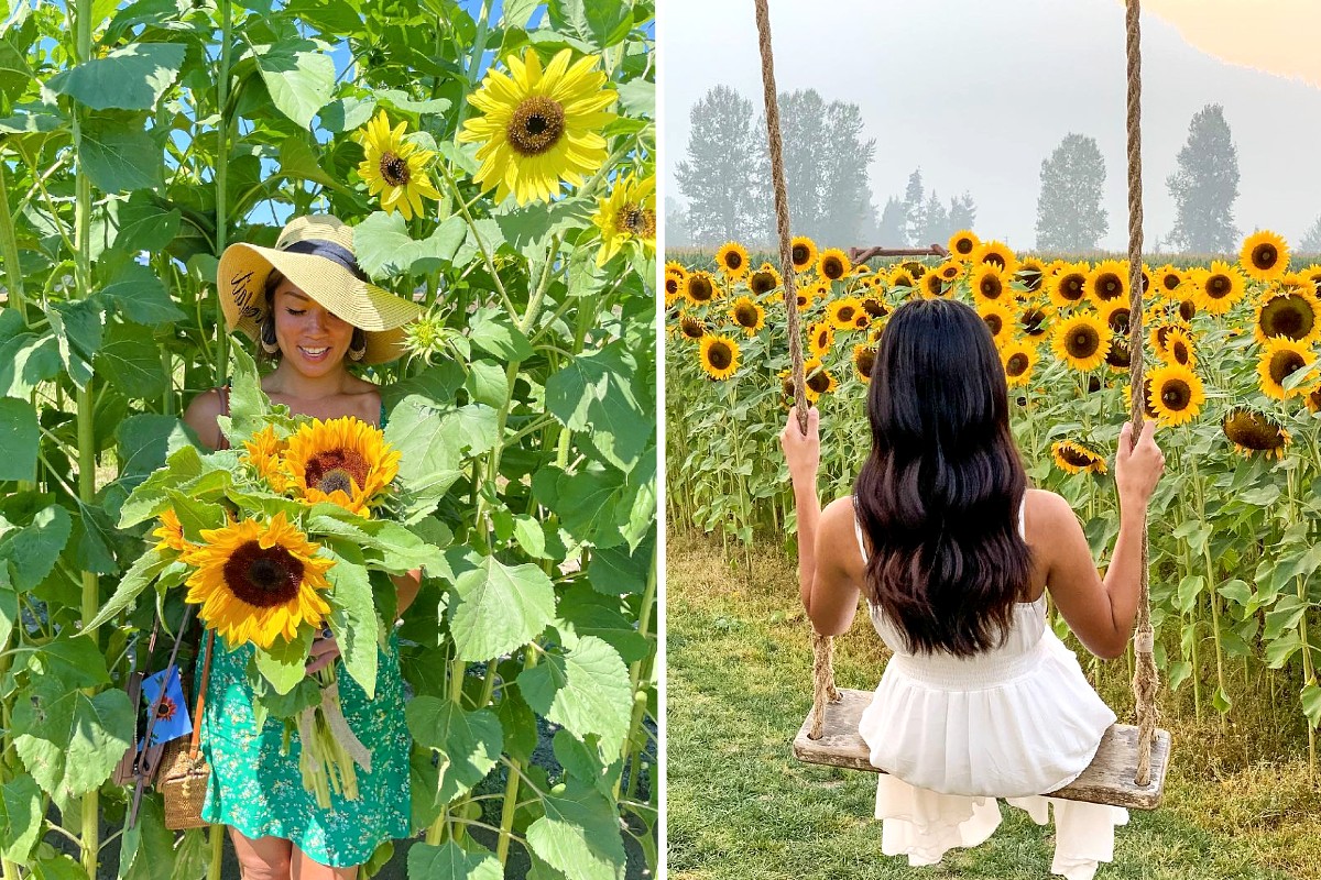 chilliwack sunflower fest