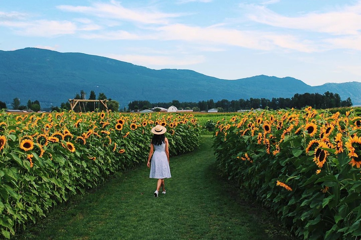 chilliwack sunflower festival