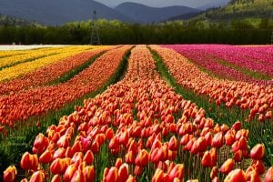 Chilliwack Tulip Festival