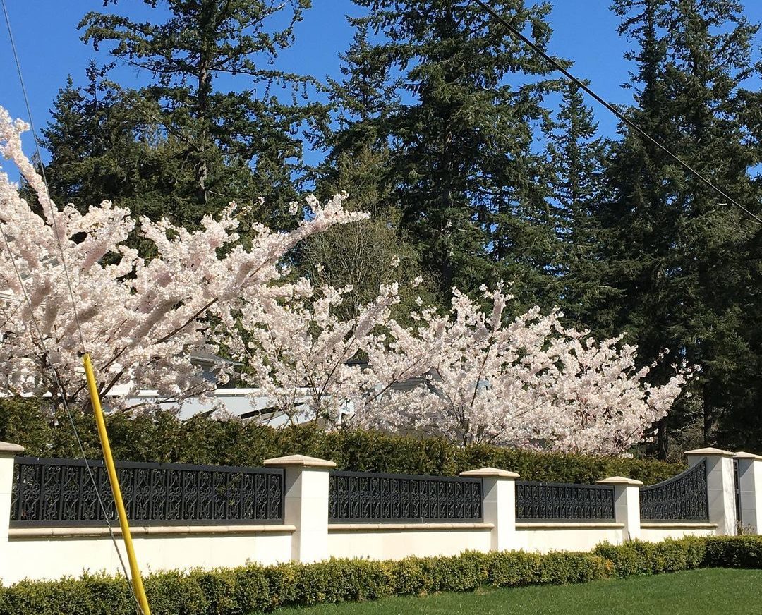 cherry blossoms surrey