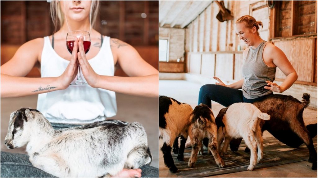 goat yoga