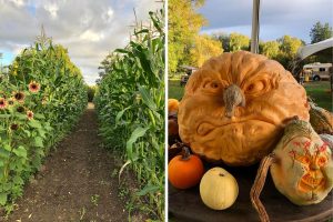 Hazelmere Pumpkin Patch