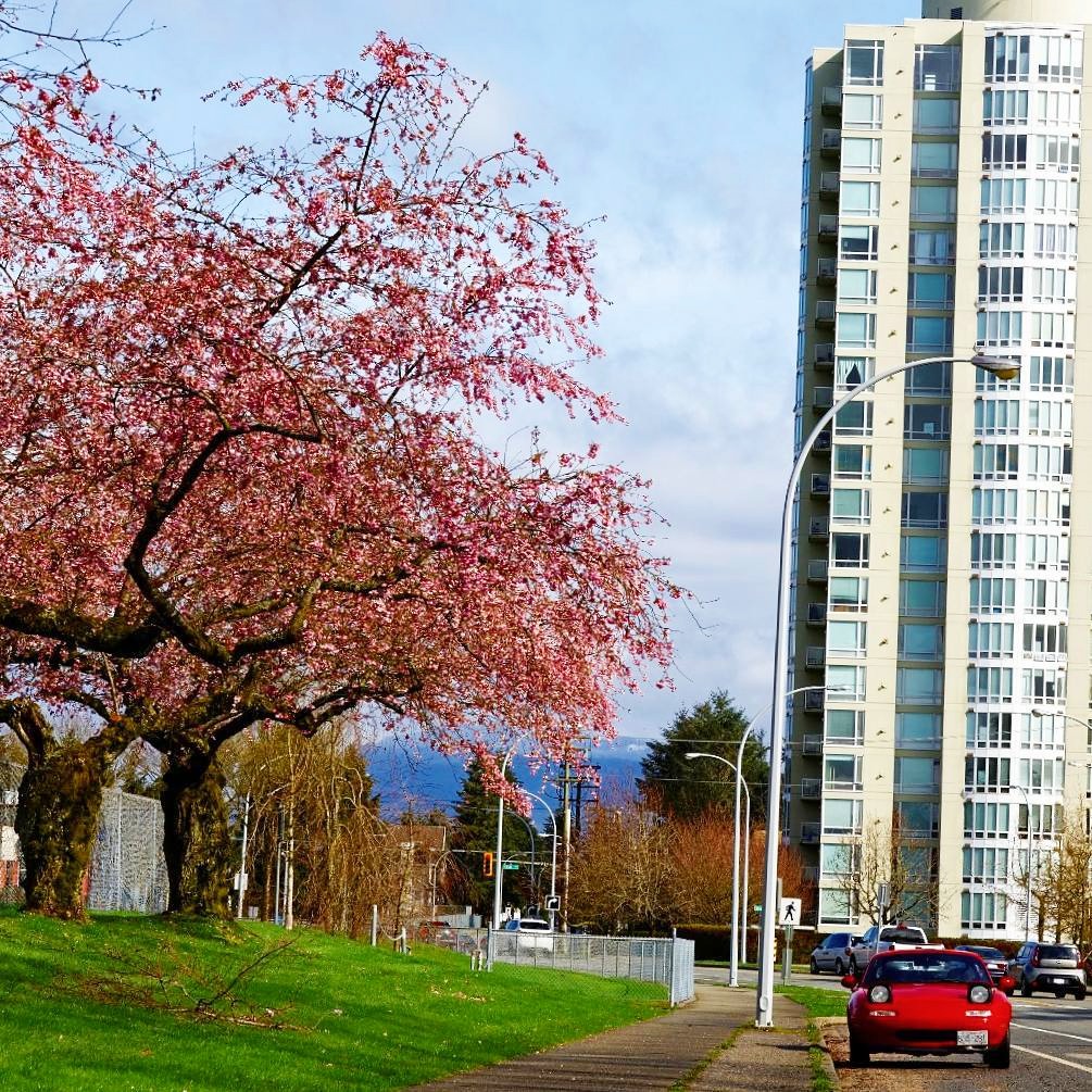 cherry blossoms surrey