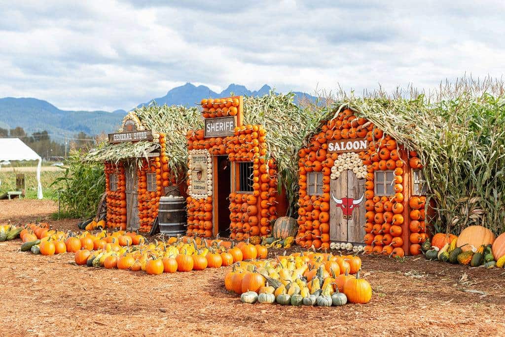 laity pumpkin patch maple ridge