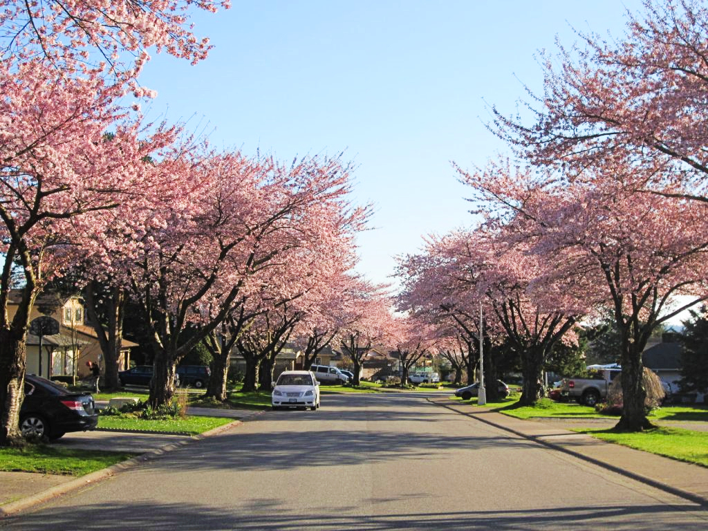 The Best Spots To Catch Cherry Blossoms in Surrey This Spring