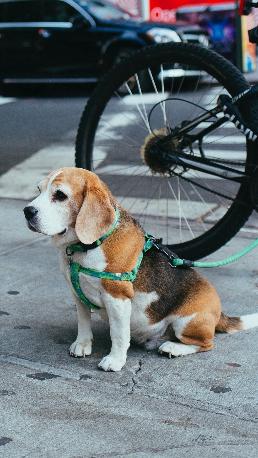 dog parking vancouver