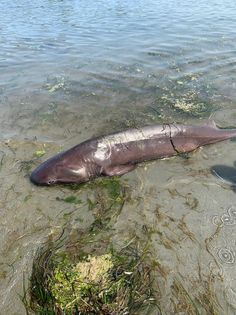 shark white rock pier