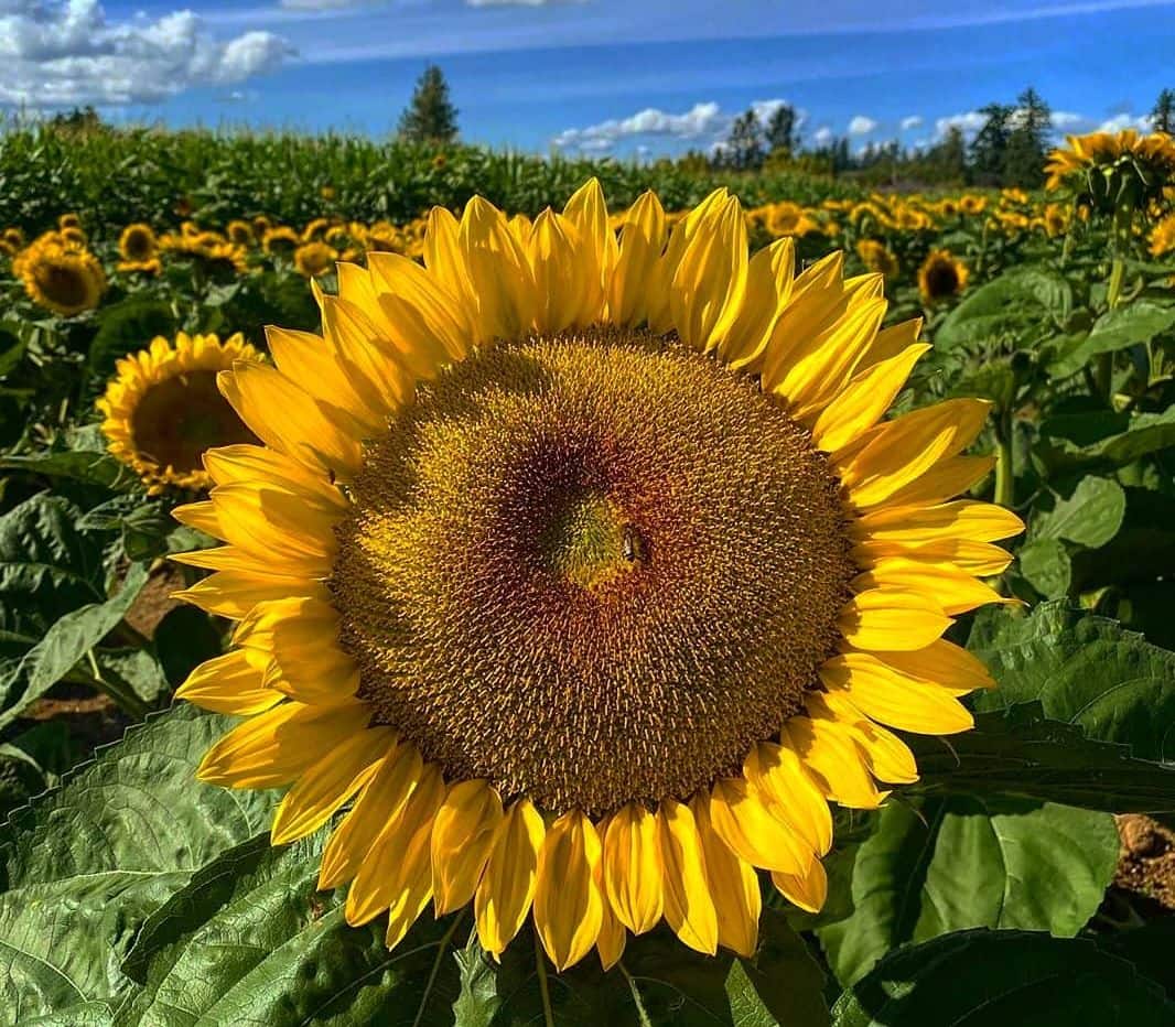 abbotsford sunflower festival