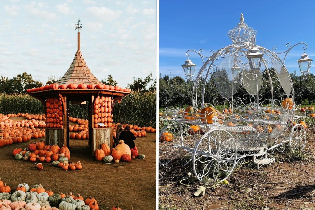 pumpkin patch abbotsford taves