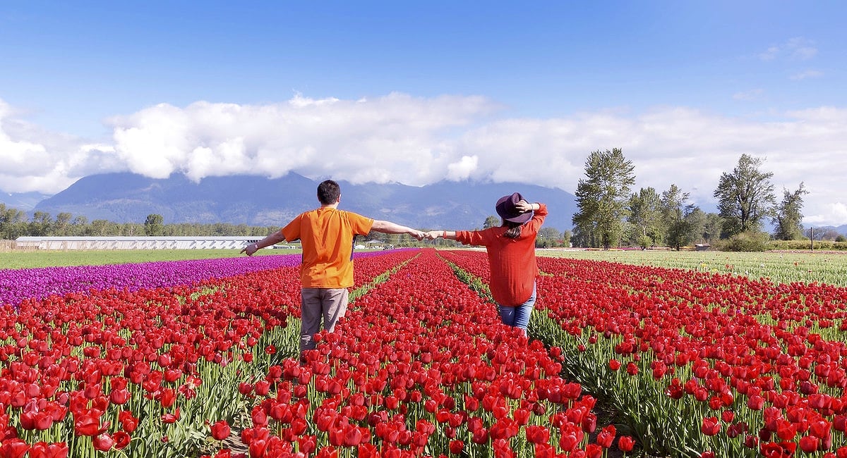 chilliwack tulip festival