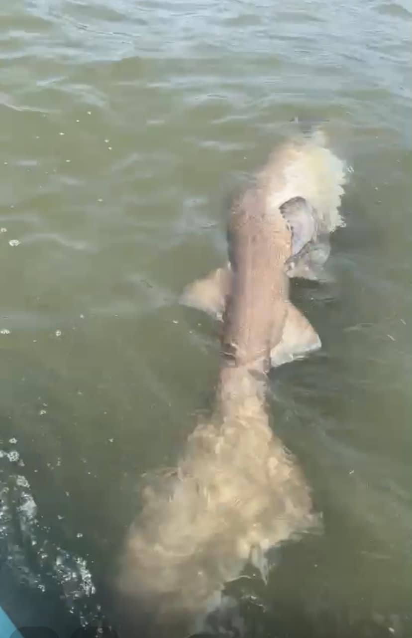 shark white rock pier